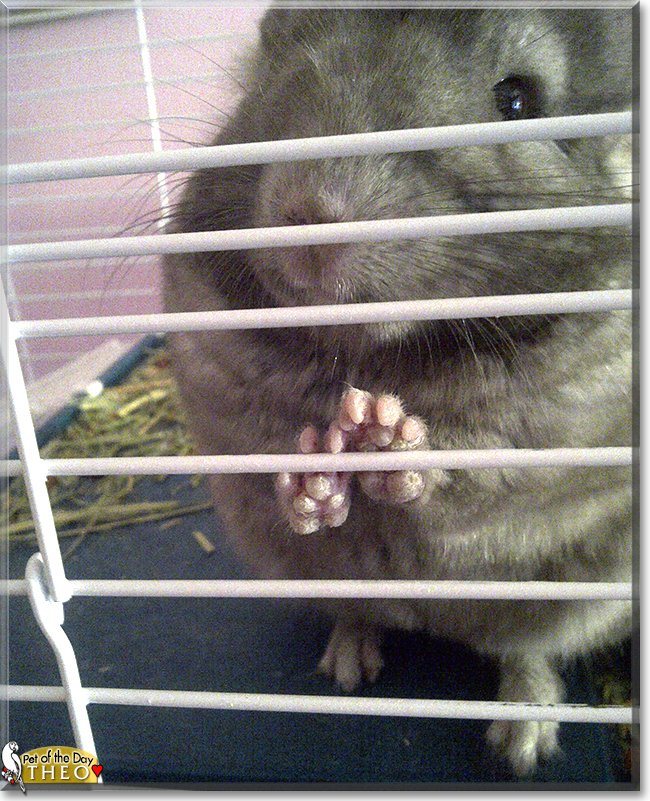 Theo the Chinchilla, the Pet of the Day