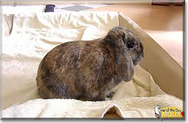 Molly the Lop Rabbit, the Pet of the Day