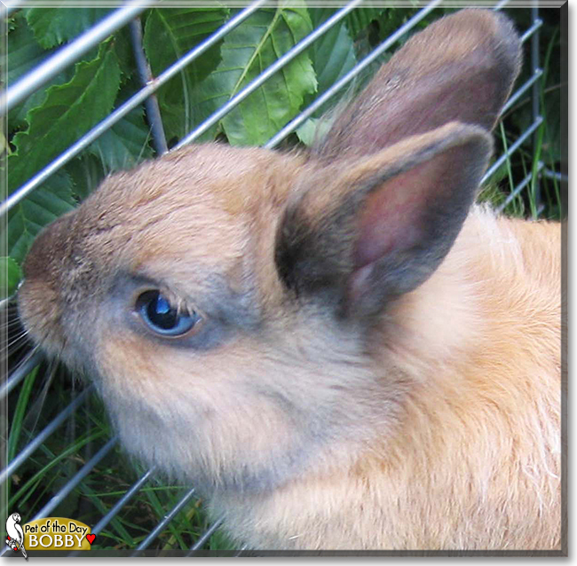 Bobby the Dwarf Rabbit, the Pet of the Day