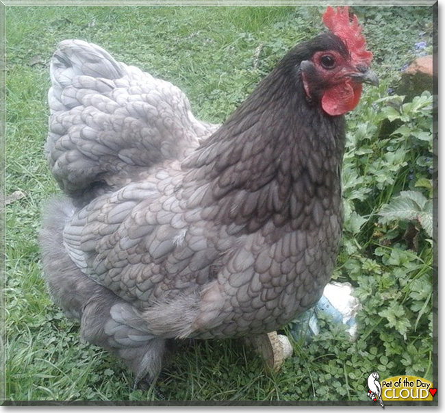 Cloud the Blue Orpington Chicken, the Pet of the Day