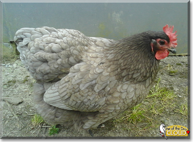 Cloud the Blue Orpington Chicken, the Pet of the Day