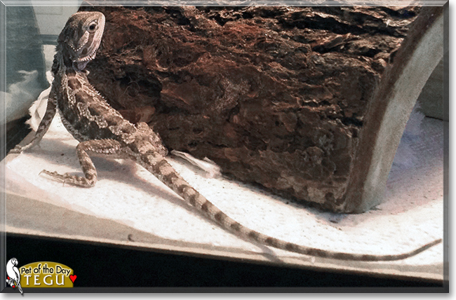 Tegu the Bearded Dragon, the Pet of the Day