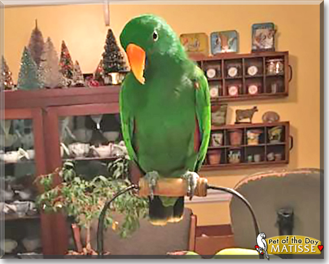 Matisse the Solomon Island Eclectus, the Pet of the Day