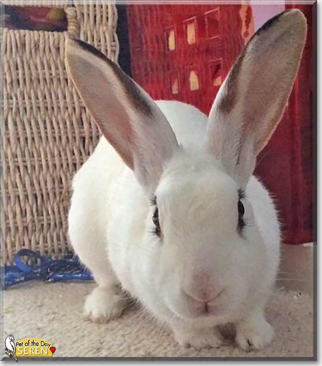 Seren the Rabbit, the Pet of the Day