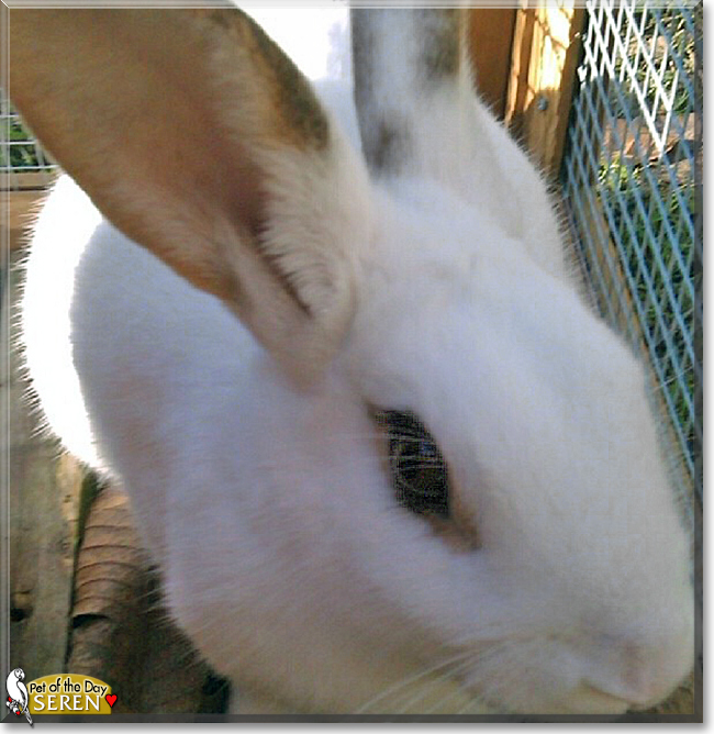 Seren the Rabbit, the Pet of the Day