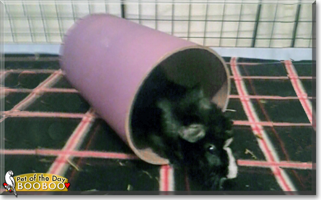 Booboo the Guinea Pig, the Pet of the Day