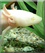 Otto the Axolotl