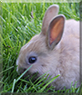Pünktchen the Rabbit