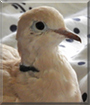 Svala the Ringneck Dove