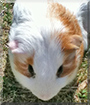 Yoyo the Guinea Pig