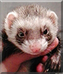Cookie the Sable Ferret