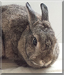 Cannelle the Dutch Rabbit