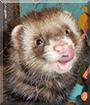 Drogo the Ferret