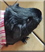 Butters the Guinea Pig