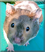 Fidget the Syrian Hamster