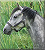 Thunder the Welsh Mountain Pony