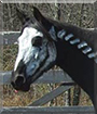 Eclipse the Thoroughbred Horse