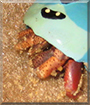 Lottie the Hermit Crab