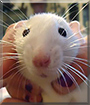 Marley the Dumbo Rat