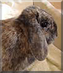 Molly the Lop Rabbit