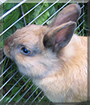 Bobby the Dwarf Rabbit