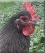 Cloud the Blue Orpington Chicken