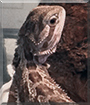 Tegu the Bearded Dragon