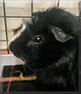 Booboo the Guinea Pig