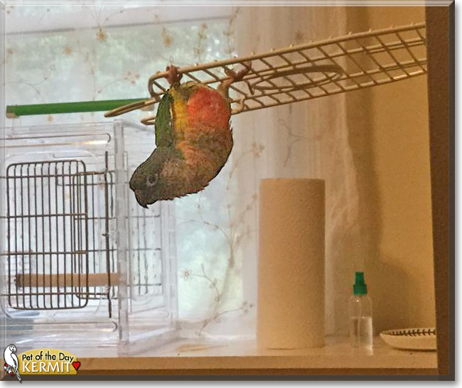 Kermit the Green Cheek Conure, the Pet of the Day