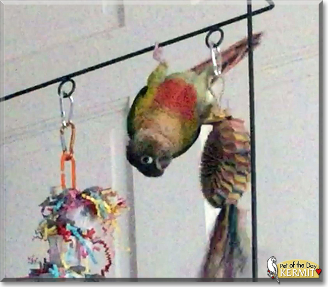 Kermit the Green Cheek Conure, the Pet of the Day