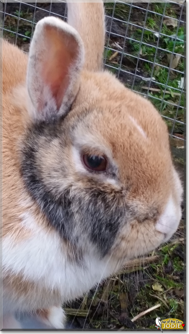 Jodie the Netherland Dwarf Rabbit, the Pet of the Day