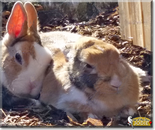 Jodie the Netherland Dwarf Rabbit, the Pet of the Day