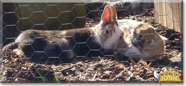 Jodie the Netherland Dwarf Rabbit, the Pet of the Day