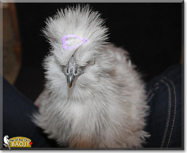 Baoji the Silkie Bantam Chicken, the Pet of the Day