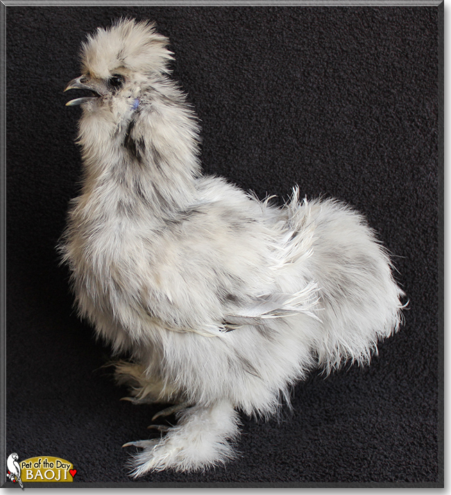 Baoji the Silkie Bantam Chicken, the Pet of the Day