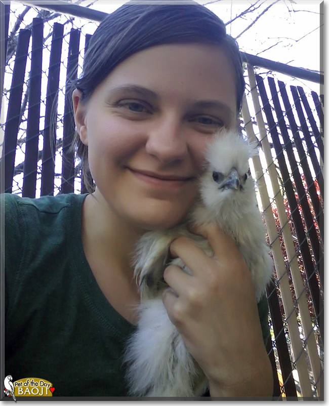 Baoji the Silkie Bantam Chicken, the Pet of the Day