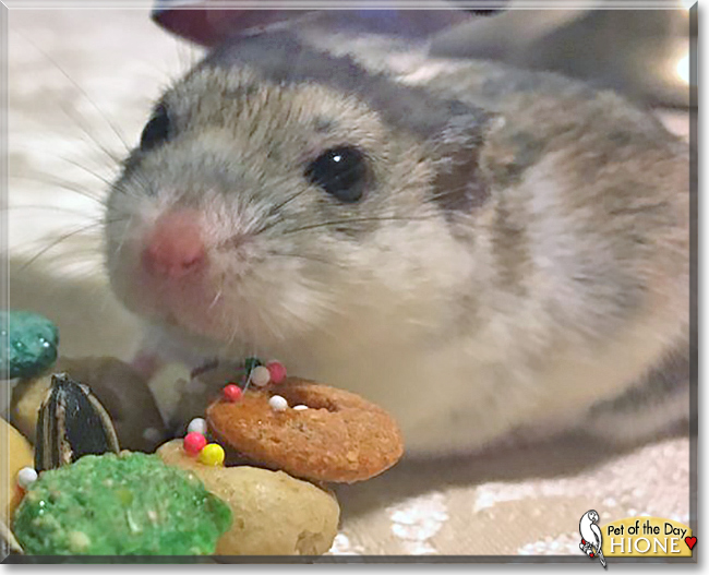 Hione the Chinese Dwarf Hamster, the Pet of the Day