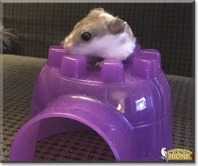 chinese dwarf hamster cage