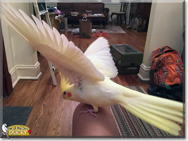 Ducky the Lutino Cockatiel, the Pet of the Day
