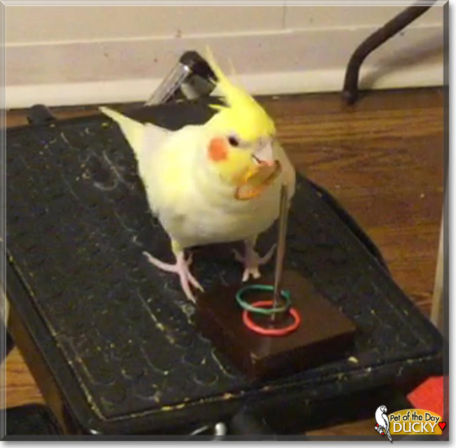 Ducky the Lutino Cockatiel, the Pet of the Day