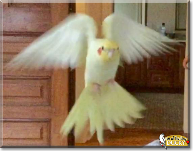 Ducky the Lutino Cockatiel, the Pet of the Day