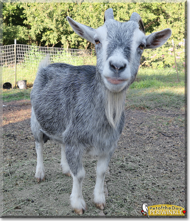 Periwinkle the Pygmy Goat, the Pet of the Day