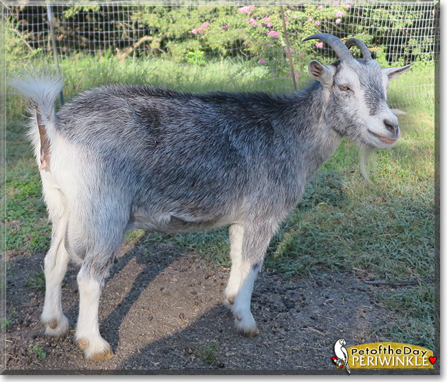 Periwinkle the Pygmy Goat, the Pet of the Day