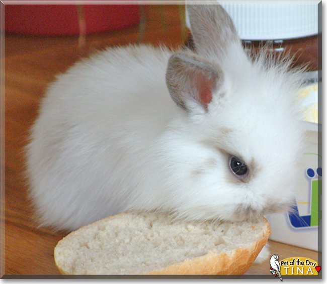 Tina the Rabbit, the Pet of the Day