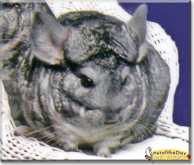 Mr. Pudgy the Standard Chinchilla, the Pet of the Day