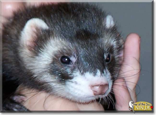 Ninja the Polecat, Ferret mix, the Pet of the Day