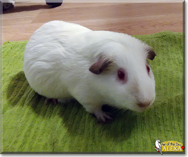 Alexa the Himalayan Guinea Pig, the Pet of the Day