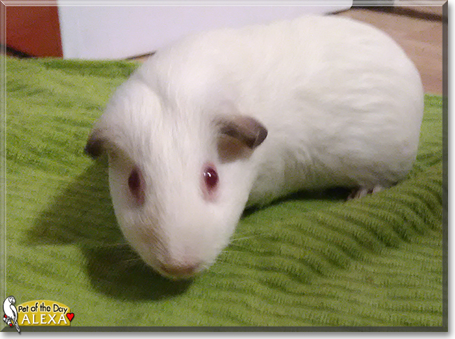 Alexa the Himalayan Guinea Pig, the Pet of the Day
