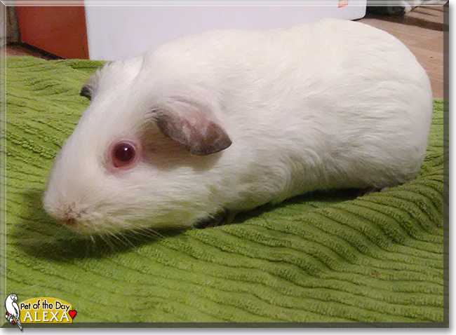 Alexa the Himalayan Guinea Pig, the Pet of the Day