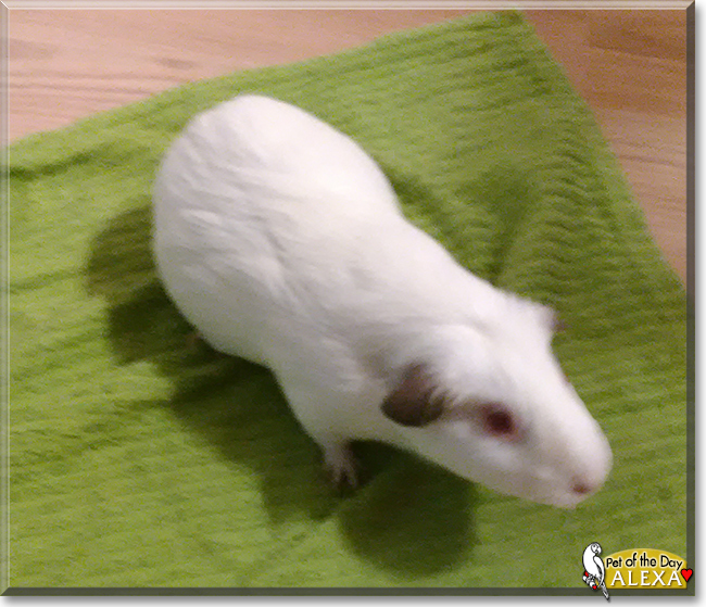 Alexa the Himalayan Guinea Pig, the Pet of the Day